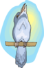 Perched Kookabura Clip Art